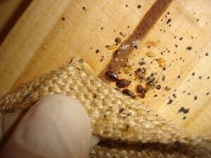 Bed bugs on wood