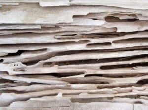 Carpenter Ant Damage in a 2×6 Floor Beam.