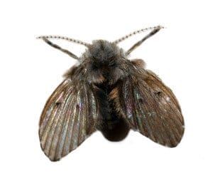 Drain Fly