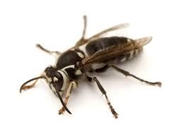 Bald faced hornet