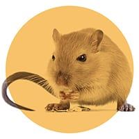 Rat