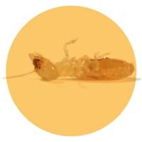 Termite