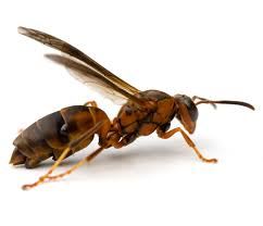 Paper Wasp