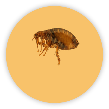 Flea on circular yellow background
