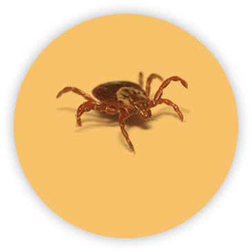 Tick on circular yellow background