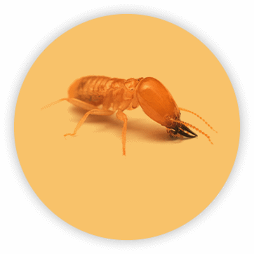 Worker termite within an orange overlay
